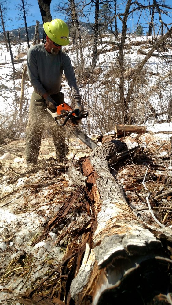 Man with chainsaw cutting a fallen burnt tree